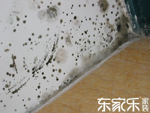 墻面為甚么發霉？